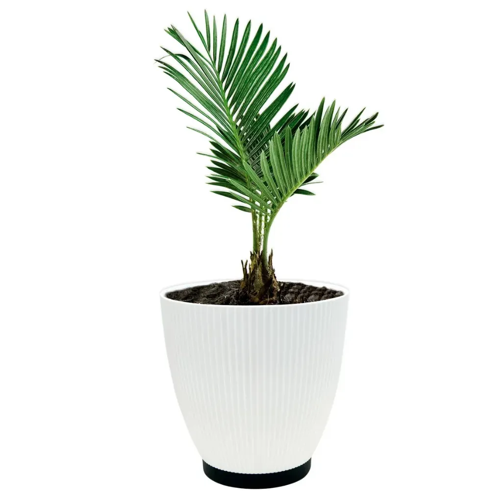 [500030164] MACETERO DECO GLAM 6LTS BLANCO 36U/C PIKA